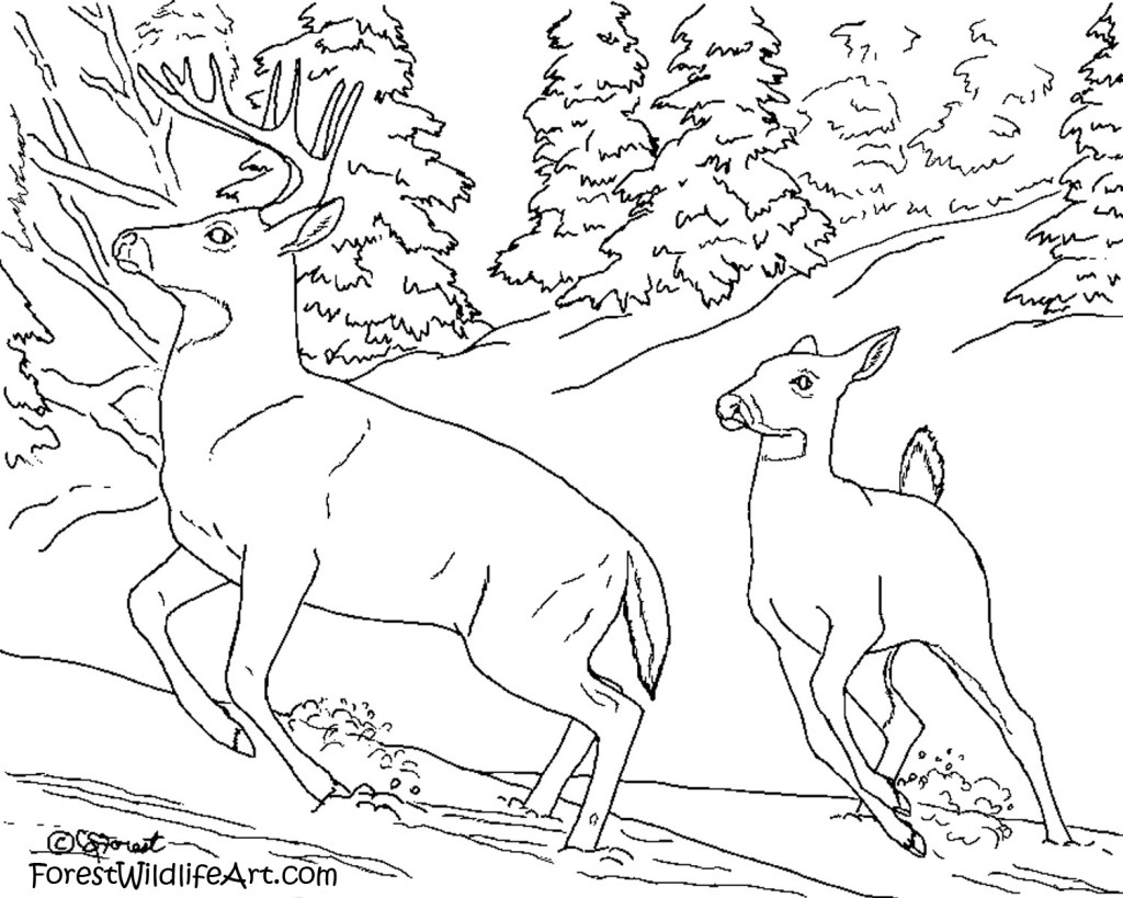 Download 202+ Mammals Deers Mouse Deer Coloring Pages PNG PDF File